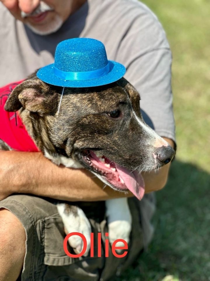 Dog for adoption Ollie, a Terrier & Hound Mix in Princeton, MA