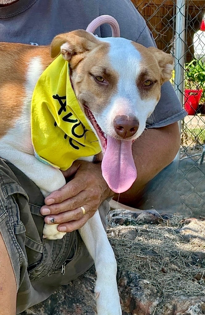 Gracie
