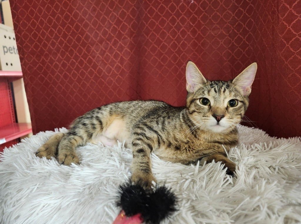 Tammy