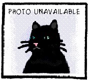 Munster 42863, an adoptable Domestic Short Hair in Pocatello, ID, 83205 | Photo Image 5