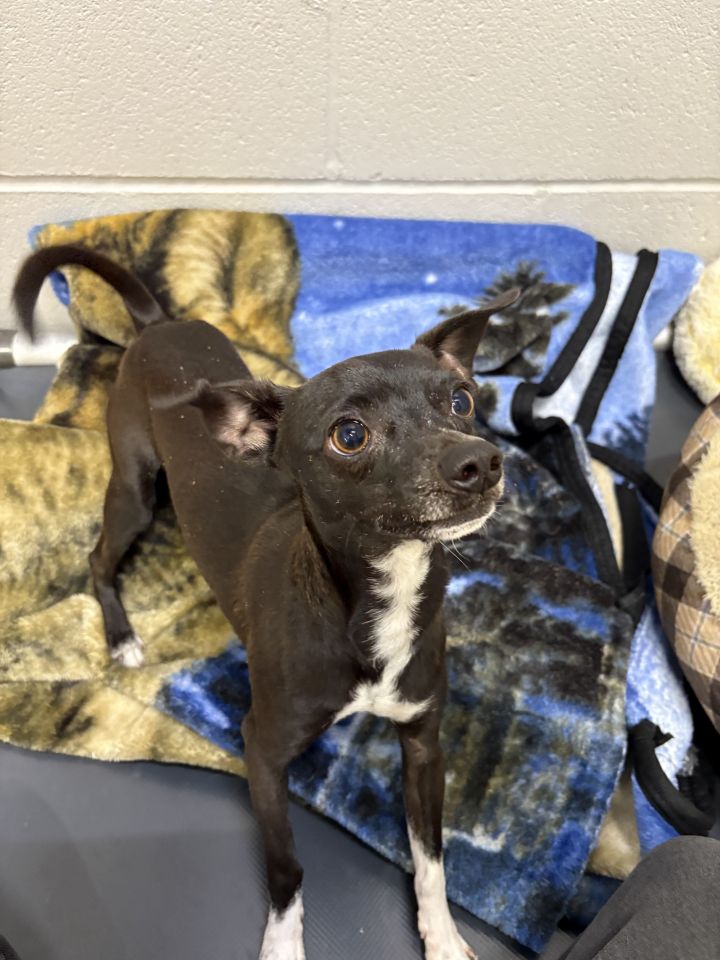 Dog for adoption Timon, a Chihuahua Mix in Beatrice, NE Petfinder