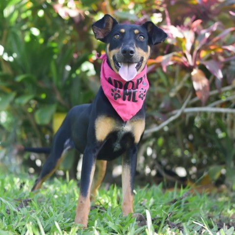 Daphne, an adoptable Mixed Breed in Kailua Kona, HI, 96740 | Photo Image 1