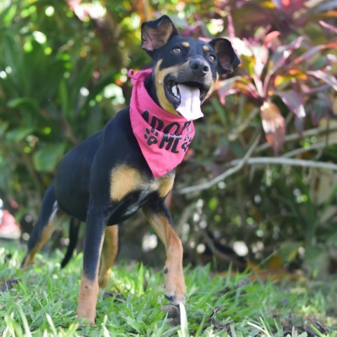 Daphne, an adoptable Mixed Breed in Kailua Kona, HI, 96740 | Photo Image 2