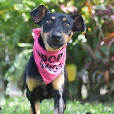 Daphne, an adoptable Mixed Breed in Kailua Kona, HI, 96740 | Photo Image 3