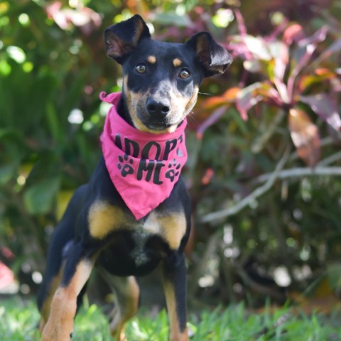 Daphne, an adoptable Mixed Breed in Kailua Kona, HI, 96740 | Photo Image 4