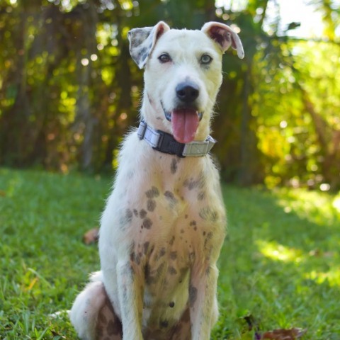 Bella, an adoptable Mixed Breed in Kailua Kona, HI, 96740 | Photo Image 1