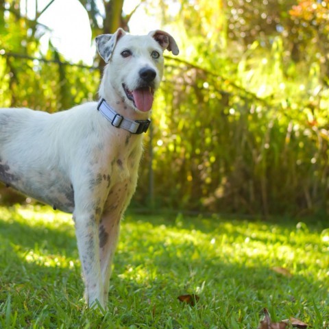 Bella, an adoptable Mixed Breed in Kailua Kona, HI, 96740 | Photo Image 2