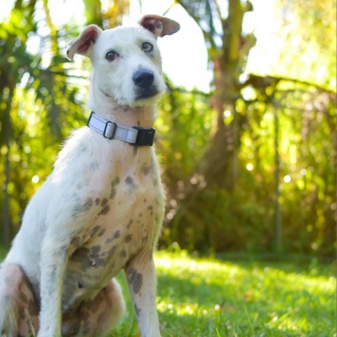 Bella, an adoptable Mixed Breed in Kailua Kona, HI, 96740 | Photo Image 3