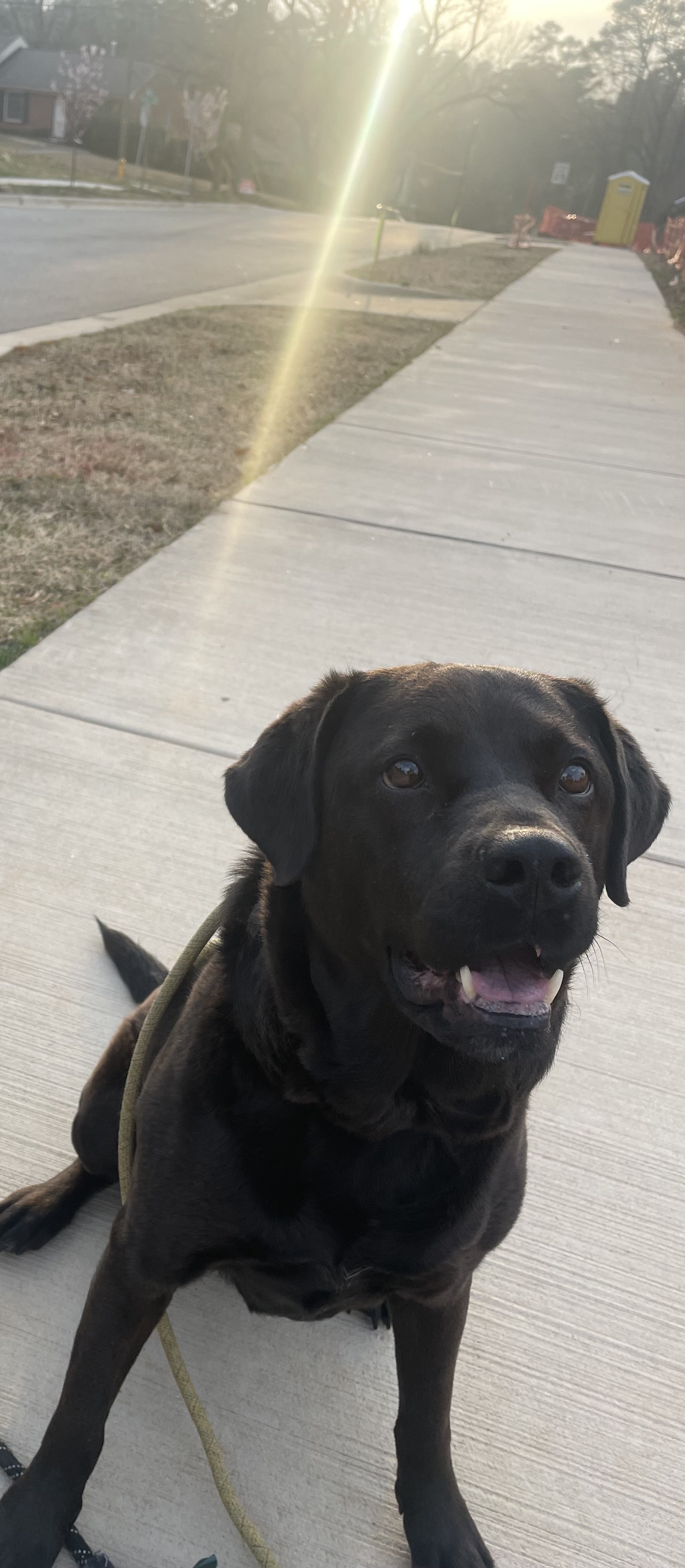 Sophie