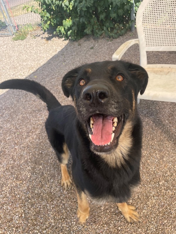 Cal, an adoptable Mixed Breed in Great Falls, MT, 59405 | Photo Image 2