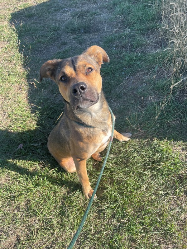 Ellie Mae, an adoptable Mixed Breed in Great Falls, MT, 59405 | Photo Image 1