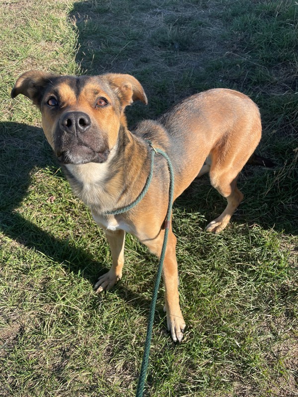 Ellie Mae, an adoptable Mixed Breed in Great Falls, MT, 59405 | Photo Image 3