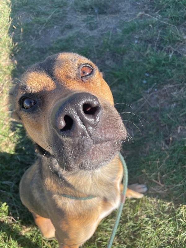 Ellie Mae, an adoptable Mixed Breed in Great Falls, MT, 59405 | Photo Image 4