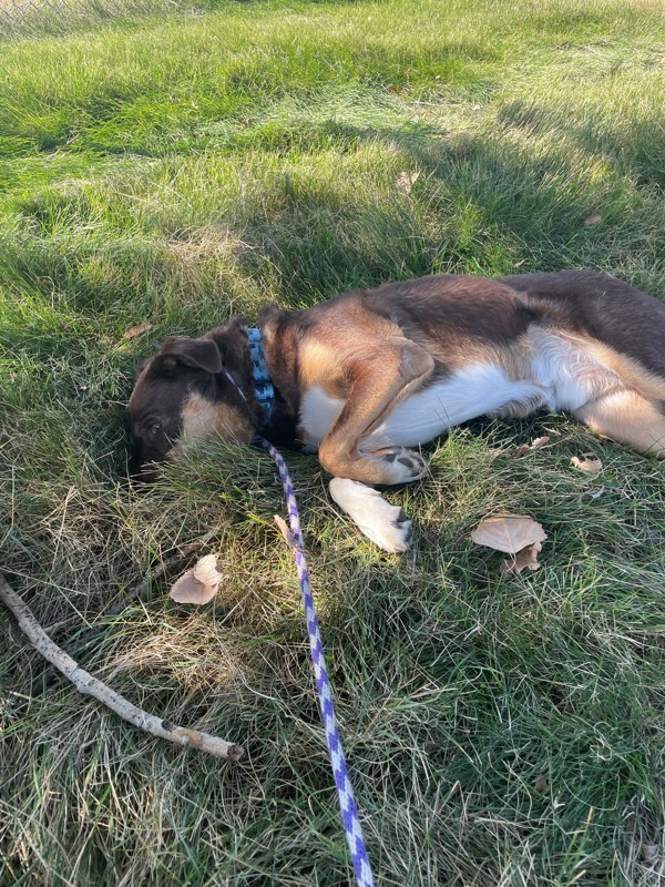 Gnocchi, an adoptable Mixed Breed in Great Falls, MT, 59405 | Photo Image 2