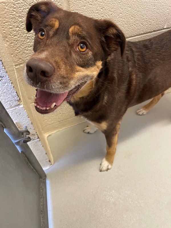 Gnocchi, an adoptable Mixed Breed in Great Falls, MT, 59405 | Photo Image 5