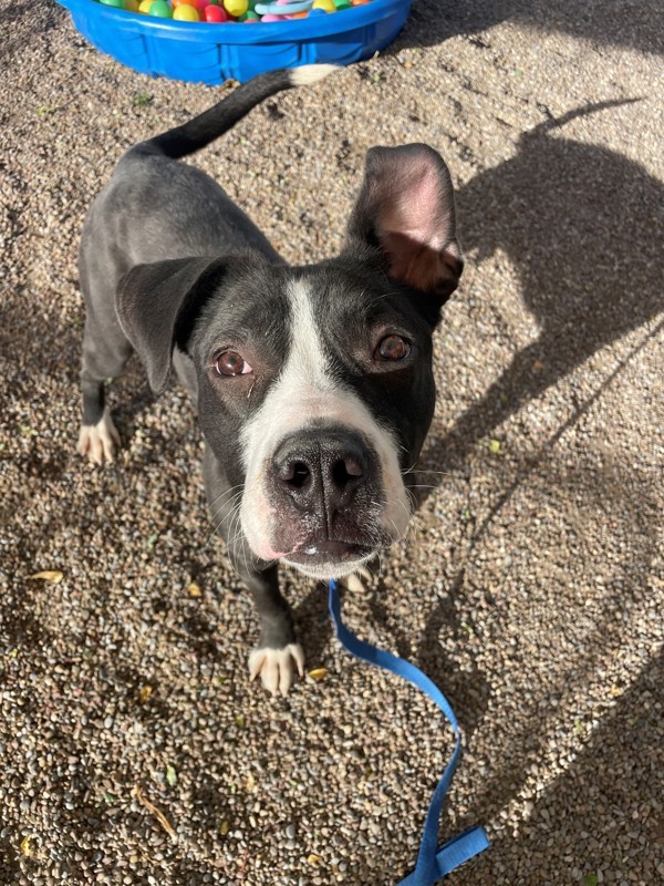 Tantar, an adoptable Mixed Breed in Great Falls, MT, 59405 | Photo Image 1