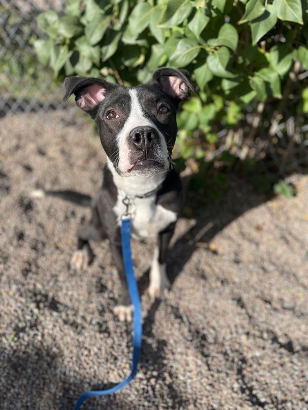 Tantar, an adoptable Mixed Breed in Great Falls, MT, 59405 | Photo Image 2