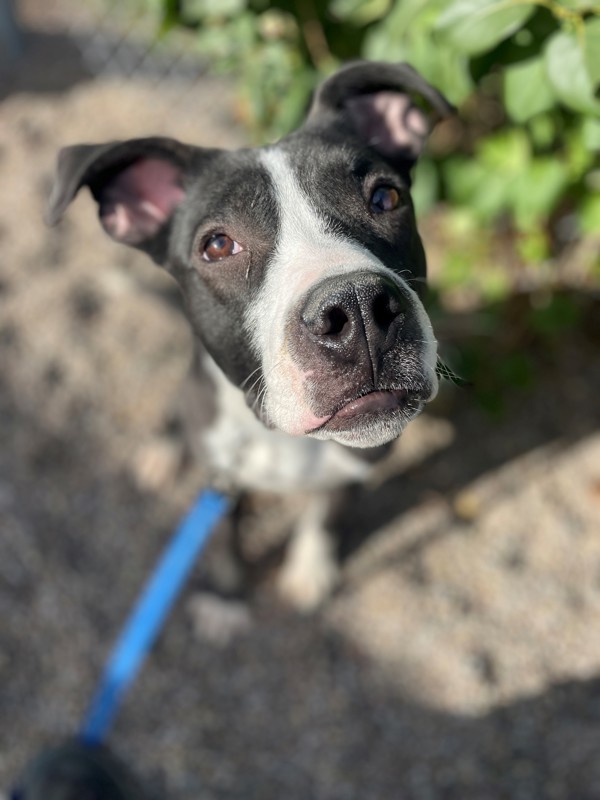 Tantar, an adoptable Mixed Breed in Great Falls, MT, 59405 | Photo Image 3