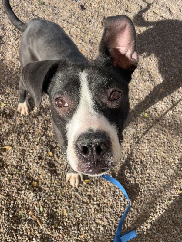 Tantar, an adoptable Mixed Breed in Great Falls, MT, 59405 | Photo Image 4