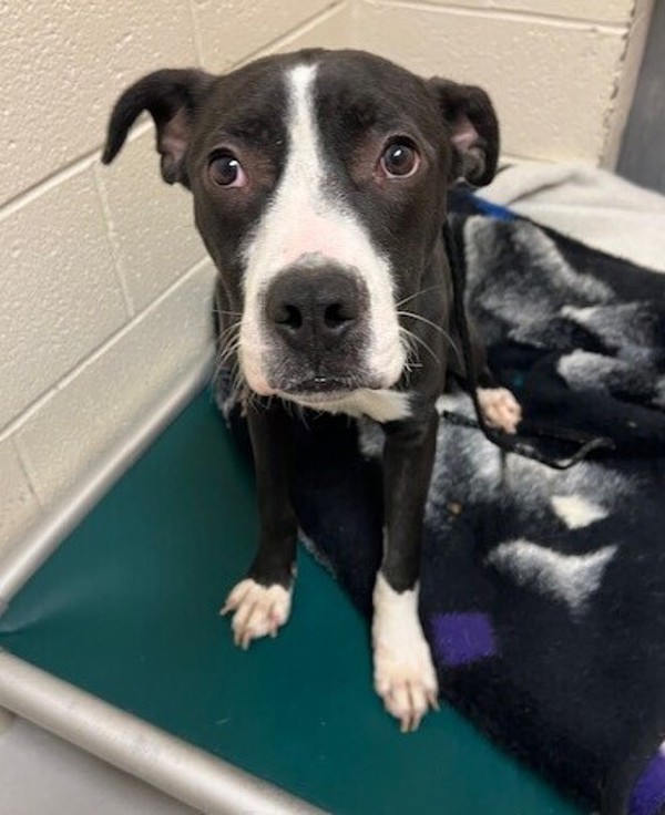 Tantar, an adoptable Mixed Breed in Great Falls, MT, 59405 | Photo Image 5