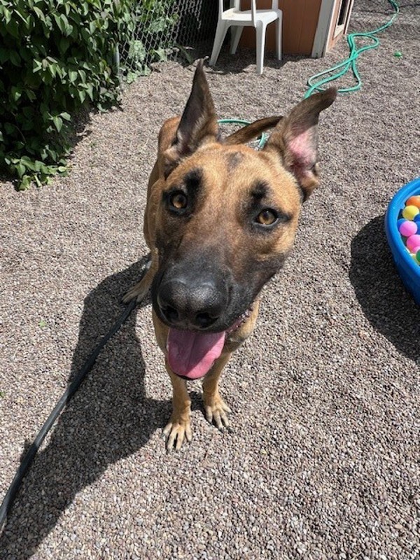 Anakin, an adoptable Mixed Breed in Great Falls, MT, 59405 | Photo Image 4