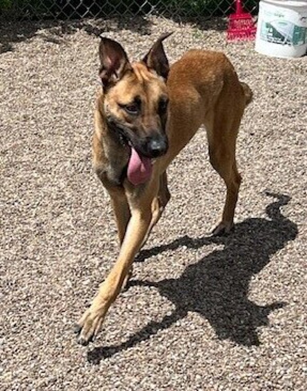 Anakin, an adoptable Mixed Breed in Great Falls, MT, 59405 | Photo Image 5