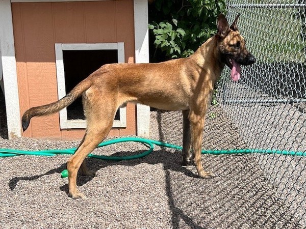 Anakin, an adoptable Mixed Breed in Great Falls, MT, 59405 | Photo Image 6