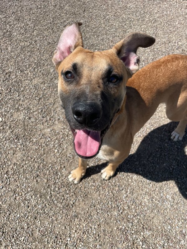 Roman, an adoptable Mixed Breed in Great Falls, MT, 59405 | Photo Image 1