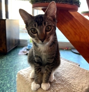 Kelsey, an adoptable Domestic Medium Hair in Kingman, AZ, 86401 | Photo Image 1