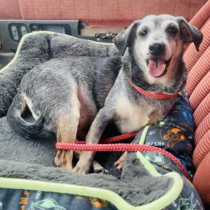 Fred, Senior Male Jack Russell Terrier