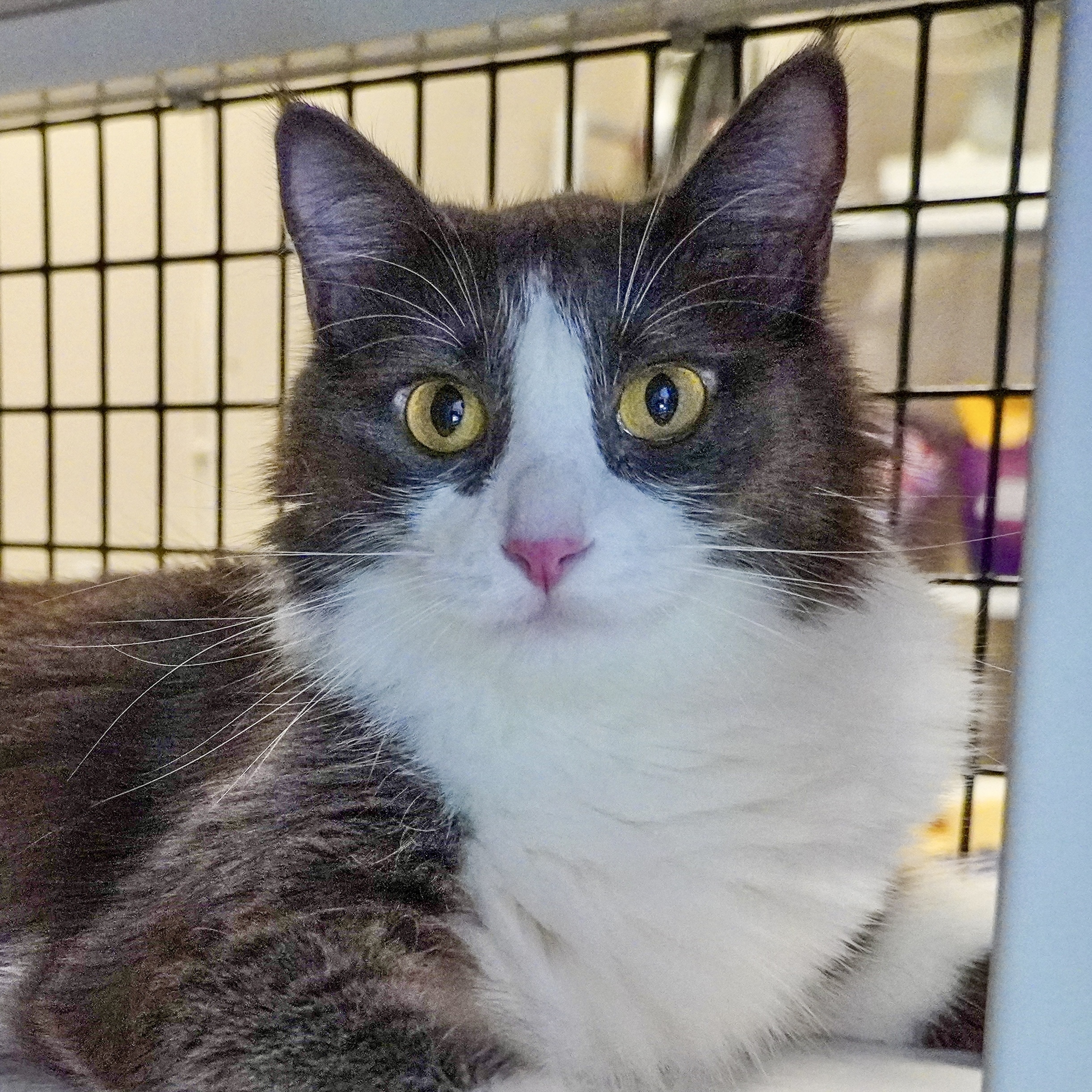 Kitchi, an adoptable Domestic Short Hair in Santa Fe, NM, 87501 | Photo Image 1