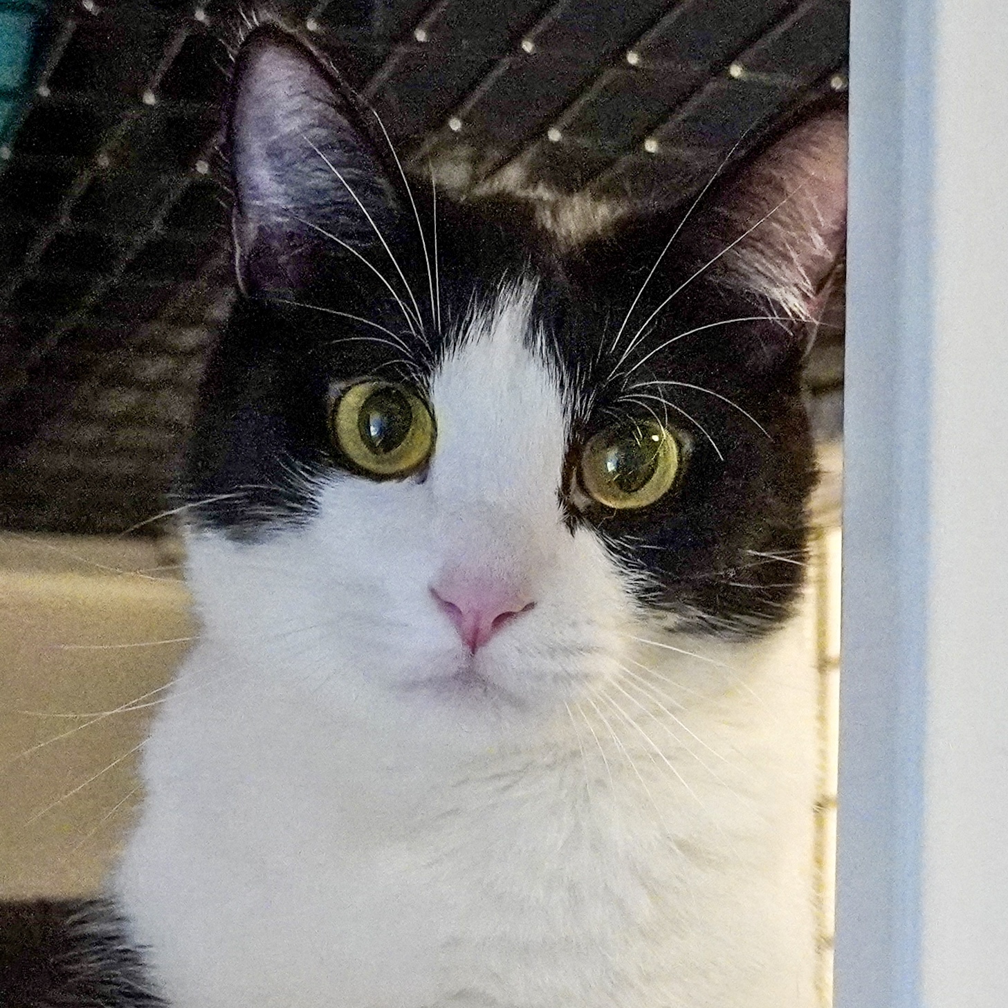 Koda, an adoptable Domestic Short Hair in Santa Fe, NM, 87501 | Photo Image 1