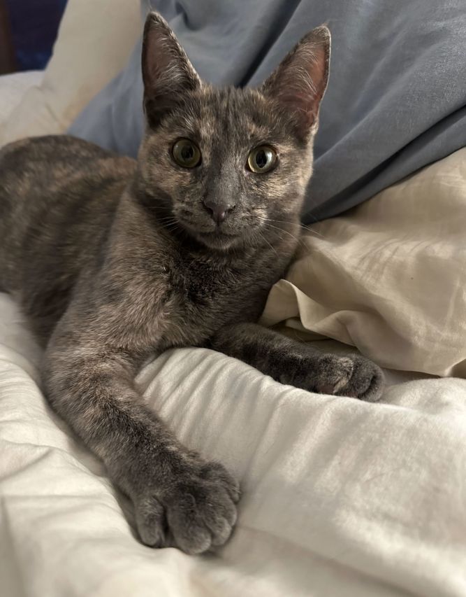 Sammi (Courtesy Post)