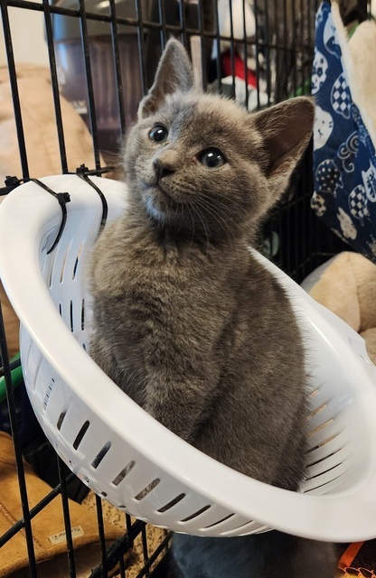 Fireball (Pumpkin Patch Kittens)