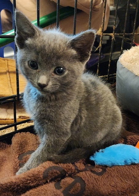 Fireball (Pumpkin Patch Kittens)