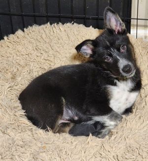 Spook (The Howl-o-ween Pups)