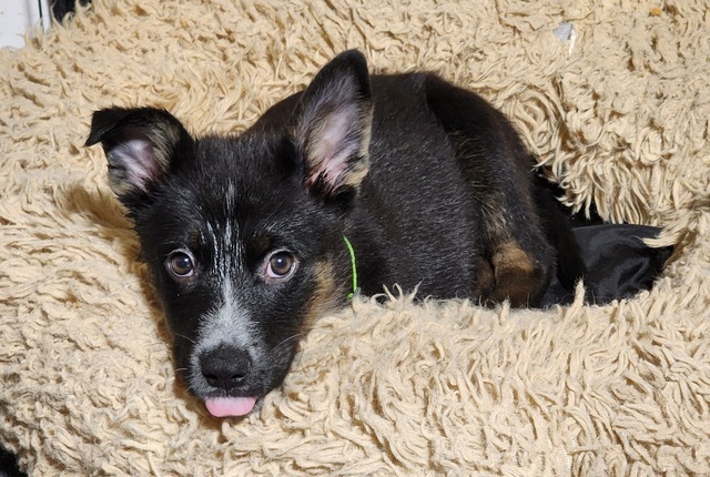 Spook (The Howl-o-ween Pups)