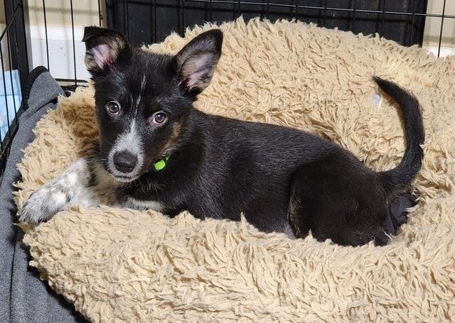 Spook (The Howl-o-ween Pups)