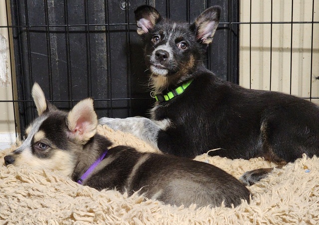 Spook (The Howl-o-ween Pups)