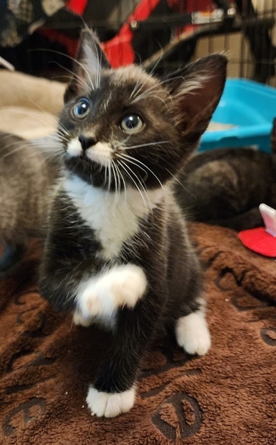 Jack O'Lantern (Pumpkin Patch Kittens)