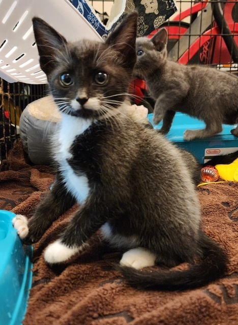 Jack O'Lantern (Pumpkin Patch Kittens)