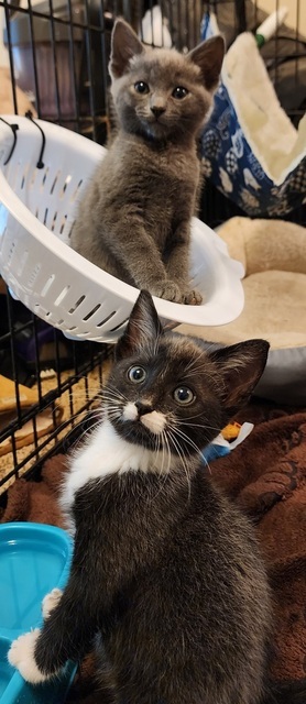 Jack O'Lantern (Pumpkin Patch Kittens)