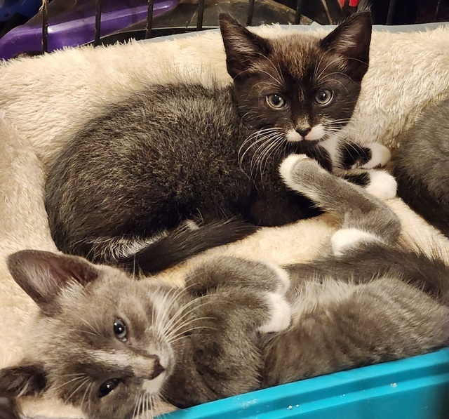 Jack O'Lantern (Pumpkin Patch Kittens)