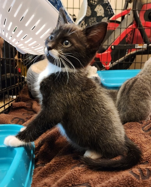 Jack O'Lantern (Pumpkin Patch Kittens)