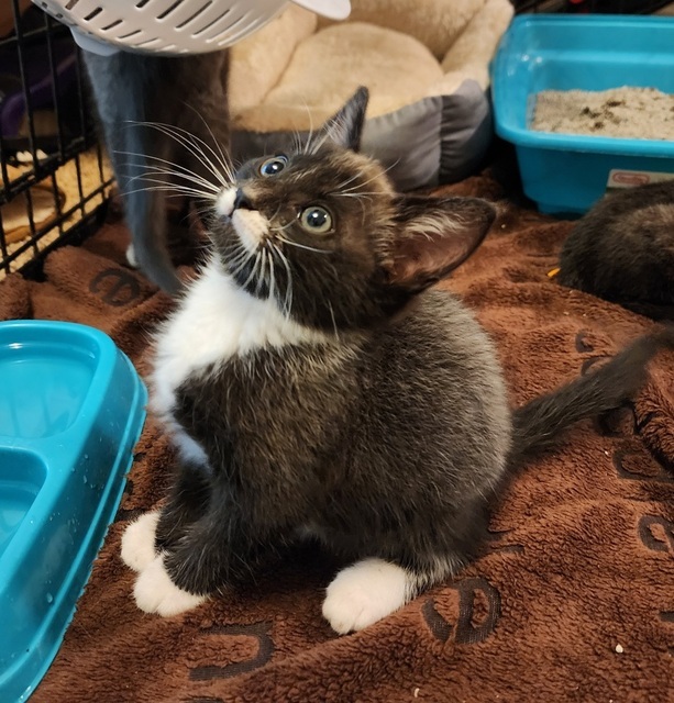 Jack O'Lantern (Pumpkin Patch Kittens)