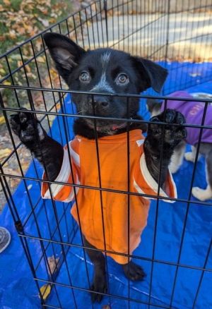 Ghost (The Howl-o-ween Pups)