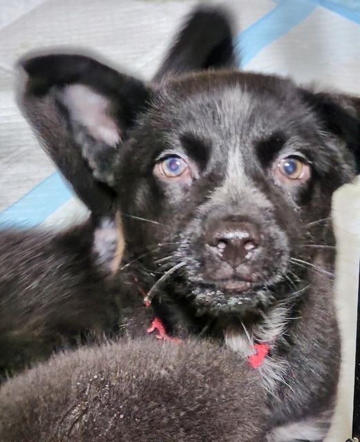 Ghost (The Howl-o-ween Pups)