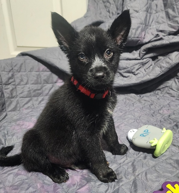 Ghost (The Howl-o-ween Pups)