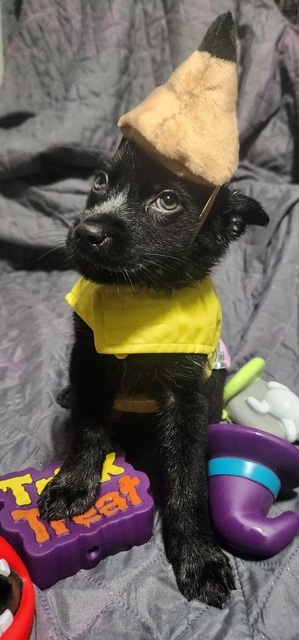 Ghost (The Howl-o-ween Pups)