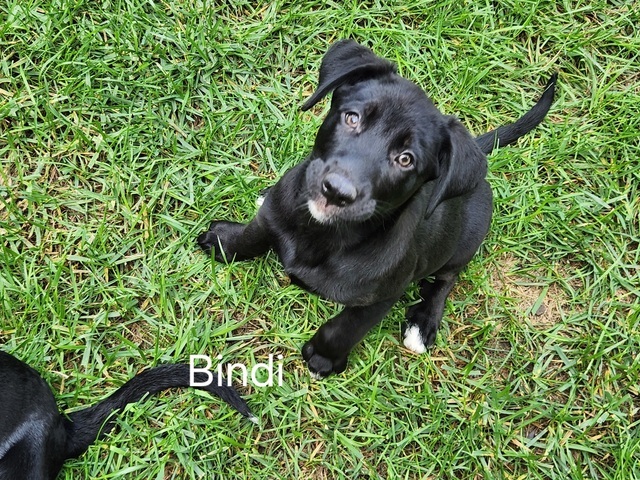 Bindi - Beta Bunch